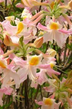 Touch Of Pink Aromi Azalea (Rhododendron Hybrid) - 3 Gallon Pot 12 Touch Of Pink Aromi Azalea (Rhododendron Hybrid) - 3 Gallon Pot -FloraHaven Shop Native Azalea Touch Of Pink 4