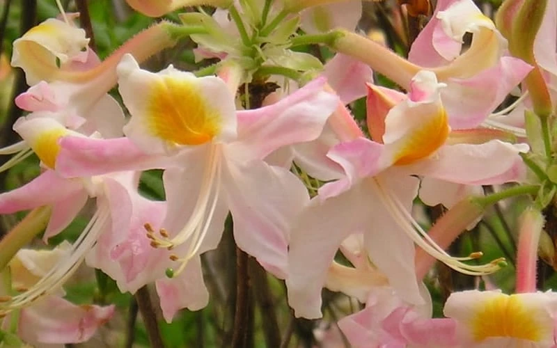 FloraHaven Shop -FloraHaven Shop Native Azalea Touch Of Pink 5