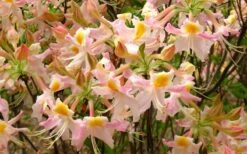 Touch Of Pink Aromi Azalea (Rhododendron Hybrid) - 3 Gallon Pot 13 Touch Of Pink Aromi Azalea (Rhododendron Hybrid) - 3 Gallon Pot -FloraHaven Shop Native Azalea Touch Of Pink 7