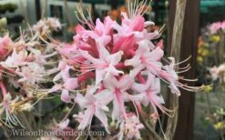 Varnadoes Phlox Pink Native Azalea - Rhododendron Canescens - 3 Gallon Pot -FloraHaven Shop Native Azalea Varnadoes Pink Phlox 50