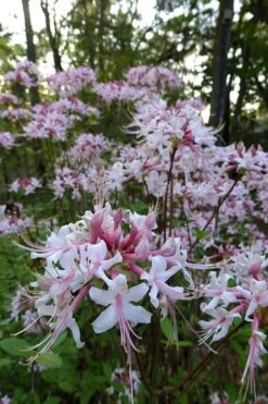 Varnadoes Phlox Pink Native Azalea - Rhododendron Canescens - 3 Gallon Pot -FloraHaven Shop Native Azalea Varnadoes Pink Phlox 54
