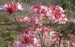 Varnadoes Phlox Pink Native Azalea - Rhododendron Canescens - 3 Gallon Pot -FloraHaven Shop Native Azalea Varnadoes pink Blooms 3
