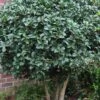 Wheeler's Cold Hardy Fragrant Tea Olive (Osmanthus) - 3 Gallon Pot -FloraHaven Shop Osmanthus Carl Wheeler 10
