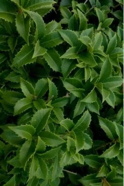 Wheeler's Cold Hardy Fragrant Tea Olive (Osmanthus) - 3 Gallon Pot -FloraHaven Shop Osmanthus Carl Wheeler 15