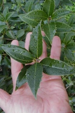 Wheeler's Cold Hardy Fragrant Tea Olive (Osmanthus) - 3 Gallon Pot -FloraHaven Shop Osmanthus Carl Wheeler 6