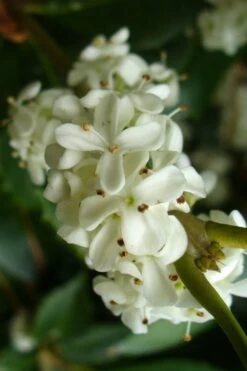 Wheeler's Cold Hardy Fragrant Tea Olive (Osmanthus) - 3 Gallon Pot -FloraHaven Shop Osmanthus Carl Wheeler 9