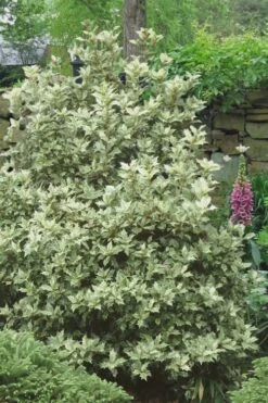Goshiki Osmanthus (Variegated False Holly) - 7 Gallon Pot -FloraHaven Shop Osmanthus Goshiki 20