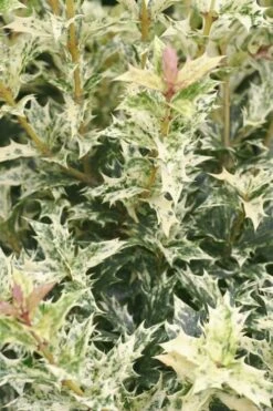Goshiki Osmanthus (Variegated False Holly) - 2 Gallon Pot -FloraHaven Shop Osmanthus Goshiki 21 3