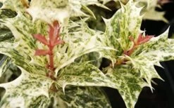 Goshiki Osmanthus (Variegated False Holly) - 1 Gallon Pot -FloraHaven Shop Osmanthus Goshiki Foliage Closeup 2 2