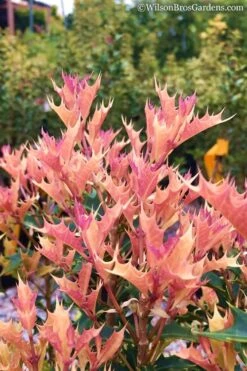 Party Lights Pink Flush Tea Olive - Osmanthus Heterophyllus - 5 Gallon Pot 11 Party Lights Pink Flush Tea Olive - Osmanthus Heterophyllus - 5 Gallon Pot -FloraHaven Shop Osmanthus Party Lights 11