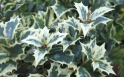 Fragrant Variegated Tea Olive - Osmanthus Heterophyllus 'Variegatus' - 3 Gallon Pot -FloraHaven Shop Osmanthus Variegated False Holly Leaves