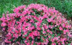 Chinzan Dwarf Azalea - 3 Gallon Pot -FloraHaven Shop Picture Azalea Chinzan 2