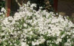 Mrs. G.G. Gerbing White Southern Indica Azalea - 3 Gallon Pot -FloraHaven Shop Picture Azlea GG Gerbing 1