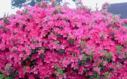 Judge Solomon Southern Indica Azalea - 3 Gallon Pot -FloraHaven Shop Picture Azlea Judge Solomon Flowers