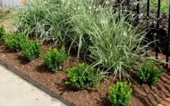 Baby Gem Boxwood - 7 Gallon Pot -FloraHaven Shop Picture Boxwood Baby Gem Edger 3