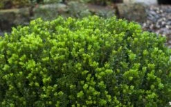 Baby Gem Boxwood - 1 Gallon Pot -FloraHaven Shop Picture Boxwood Baby Gem Leaves