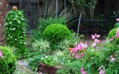 Baby Gem Boxwood - 3 Gallon Pot -FloraHaven Shop Picture Boxwood Baby Gem Specimen 2