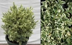Dwarf Variegated Boxwood - 6 Pack Of 1 Gallon Pots -FloraHaven Shop Picture Boxwood Dwarf Variegated 1