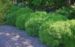 Franklins Gem Dwarf Boxwood - 3 Gallon Pot -FloraHaven Shop Picture Boxwood Franklins Gem 2 1