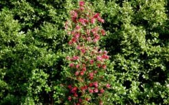 October Magic Rose Camellia - 1 Gallon Pot -FloraHaven Shop Picture Camellia October Magic Rose Column