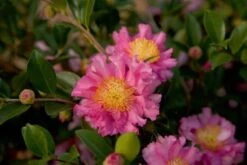 October Magic Carpet Dwarf Camellia - 2.5 Quart Pot -FloraHaven Shop Picture Camellia Sasanqua October Magic Carpet