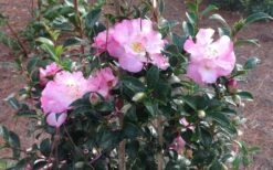 October Magic Orchid Camellia - 1 Gallon Pot -FloraHaven Shop Picture CamelliaOrchidOctoberMajic 2 1