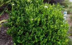 August Beauty Gardenia - 1 Gallon Pot -FloraHaven Shop Picture Gardenia August Beauty