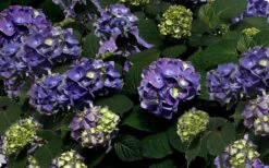 Bloomstruck Endless Summer Hydrangea - 1 Gallon Pot -FloraHaven Shop Picture Hydrangea Bloomstruck 1
