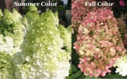 Limelight PeeGee Hydrangea - Single Trunk Topiary Tree - 5 Gallon Pot -FloraHaven Shop Picture Hydrangea Limelight 3 1