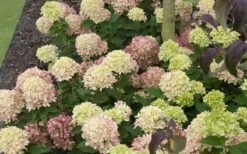 Little Lime Hydrangea - 2 Gallon Pot 14 Little Lime Hydrangea - 2 Gallon Pot -FloraHaven Shop Picture Hydrangea Little Lime 2 1