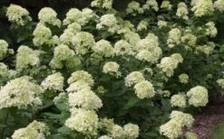Little Lime Hydrangea - 3 Gallon Pot 13 Little Lime Hydrangea - 3 Gallon Pot -FloraHaven Shop Picture Hydrangea Little Lime 3 2