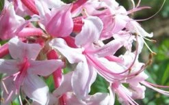 Varnadoes Phlox Pink Native Azalea - Rhododendron Canescens - 3 Gallon Pot -FloraHaven Shop Picture Native Azalea Varnadoes Pink Phlox Closeup