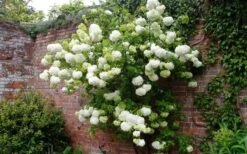 Chinese Snowball Viburnum Bush - 7 Gallon Pot (2-3') 15 Chinese Snowball Viburnum Bush - 7 Gallon Pot (2-3') -FloraHaven Shop Picture Viburnum Chinese Snowball Espalier
