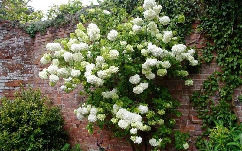 Chinese Snowball Viburnum Bush - 7 Gallon Pot (2-3') 8 Chinese Snowball Viburnum Bush - 7 Gallon Pot (2-3') - Image 6