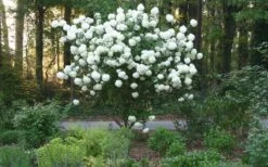 Chinese Snowball Viburnum Bush - 7 Gallon Pot (3-4') 16 Chinese Snowball Viburnum Bush - 7 Gallon Pot (3-4') -FloraHaven Shop Picture Viburnum Chinese Snowball Tree 1 1
