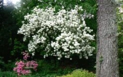Chinese Snowball Viburnum Bush - 7 Gallon Pot (2-3') 17 Chinese Snowball Viburnum Bush - 7 Gallon Pot (2-3') -FloraHaven Shop Picture Viburnum Chinese Snowball Tree 2