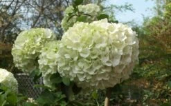 Chinese Snowball Viburnum Bush - 7 Gallon Pot (2-3') 14 Chinese Snowball Viburnum Bush - 7 Gallon Pot (2-3') -FloraHaven Shop Viburnum Chinese Snowball Bloom Green