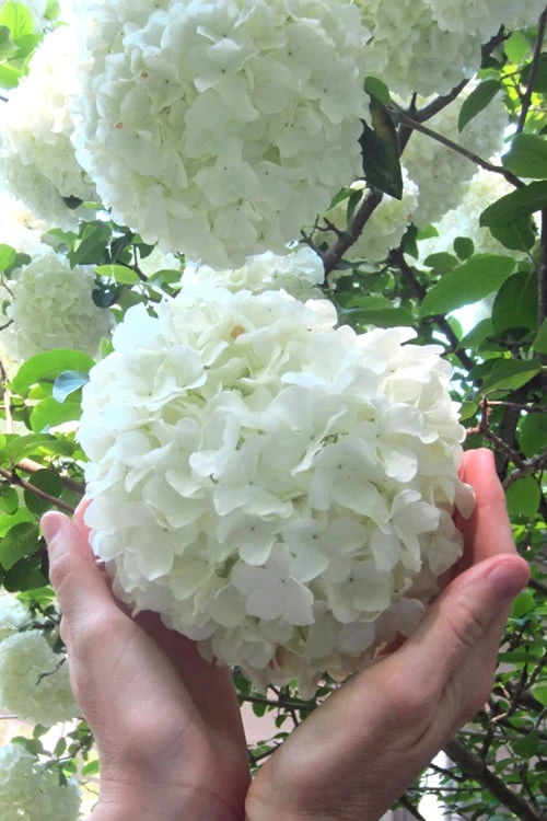 Chinese Snowball Viburnum Bush - 7 Gallon Pot (2-3') 3 Chinese Snowball Viburnum Bush - 7 Gallon Pot (2-3')