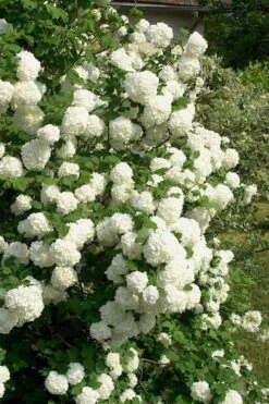 European Snowball Viburnum Bush - 3 Gallon Pot -FloraHaven Shop Viburnum European Snowball 1