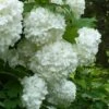 European Snowball Viburnum Bush - 3 Gallon Pot -FloraHaven Shop Viburnum European Snowball 6
