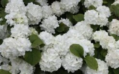 Popcorn Snowball Viburnum Bush - 3 Gallon Pot 11 Popcorn Snowball Viburnum Bush - 3 Gallon Pot -FloraHaven Shop Viburnum Popcorn 1 1