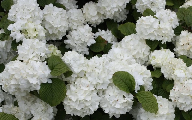 FloraHaven Shop -FloraHaven Shop Viburnum Popcorn 1 1