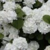 Popcorn Snowball Viburnum Bush - 1 Gallon Pot -FloraHaven Shop Viburnum Popcorn 1 500x750 1