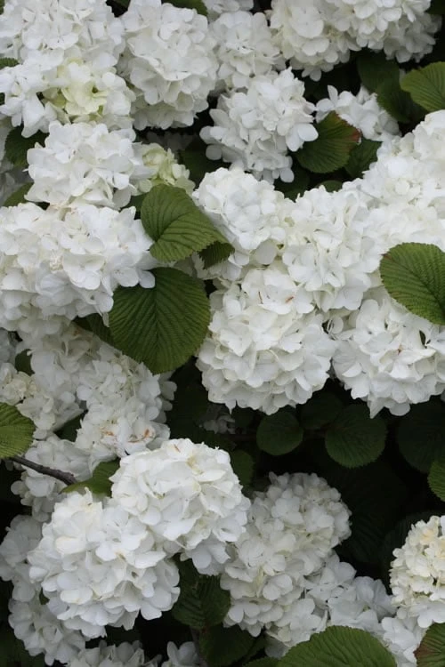 Popcorn Snowball Viburnum Bush - 3 Gallon Pot 3 Popcorn Snowball Viburnum Bush - 3 Gallon Pot