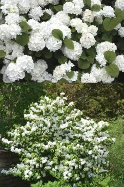 Popcorn Snowball Viburnum Bush - 1 Gallon Pot -FloraHaven Shop Viburnum Popcorn 2 500x750 1
