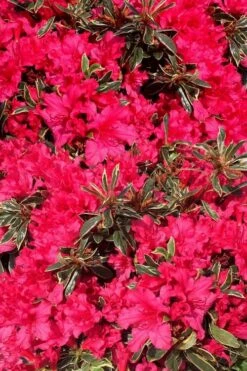 Arctic Rose Azalea - 3 Gallon Pot -FloraHaven Shop azalea arctic rose 3