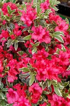 Arctic Rose Azalea - 3 Gallon Pot -FloraHaven Shop azalea arctic rose 5