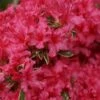 Arctic Rose Azalea - 3 Gallon Pot 2 Arctic Rose Azalea - 3 Gallon Pot -FloraHaven Shop azalea arctic rose 6