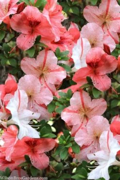 Astronaut Azalea - 1 Gallon Pot -FloraHaven Shop azalea astronaut 1 1