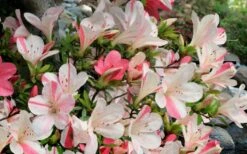 Astronaut Azalea - 1 Gallon Pot -FloraHaven Shop azalea astronaut 3